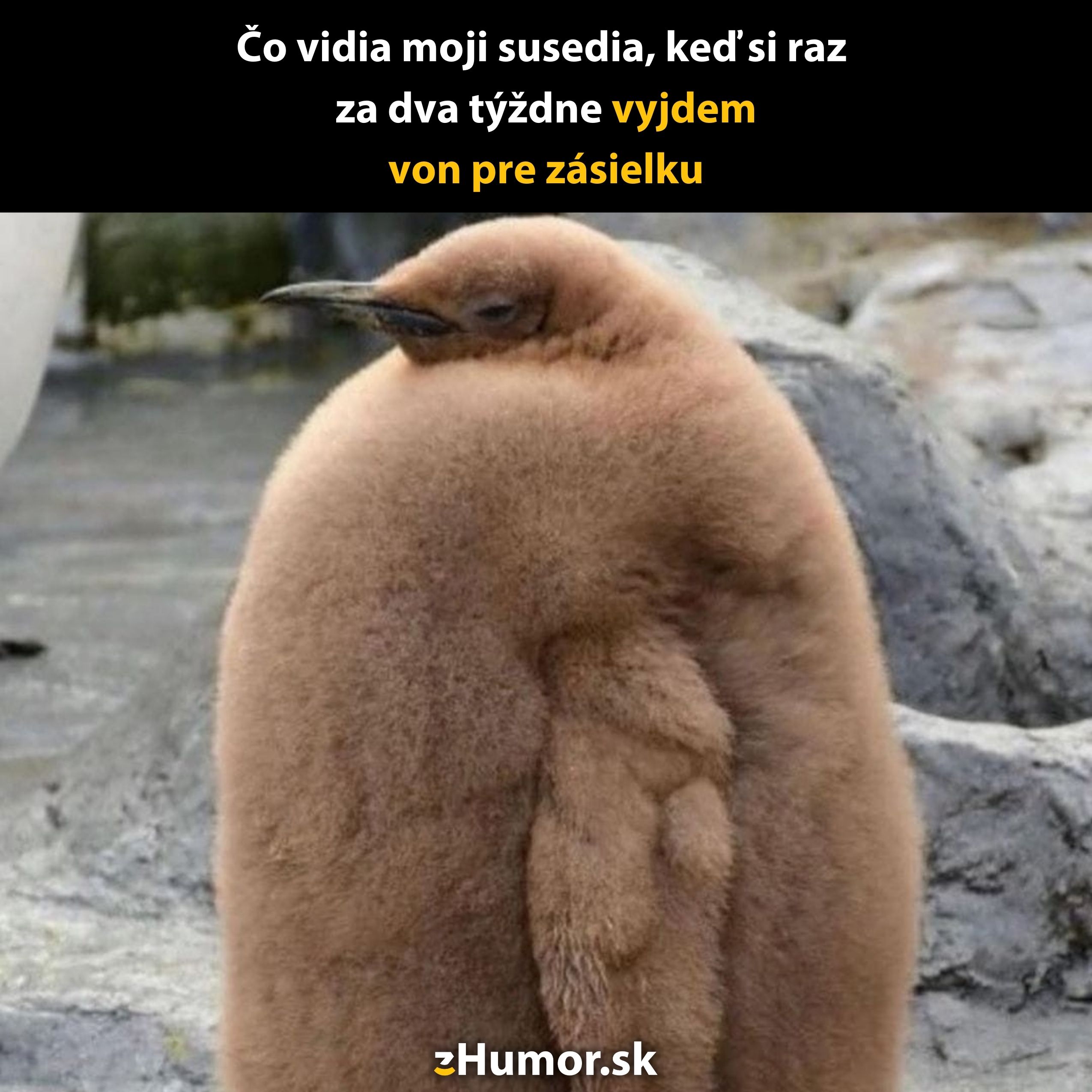 Roztomilé mláďa tučniaka pózuje s vtipným textom o vychádzaní vonku len kvôli zásielkam.