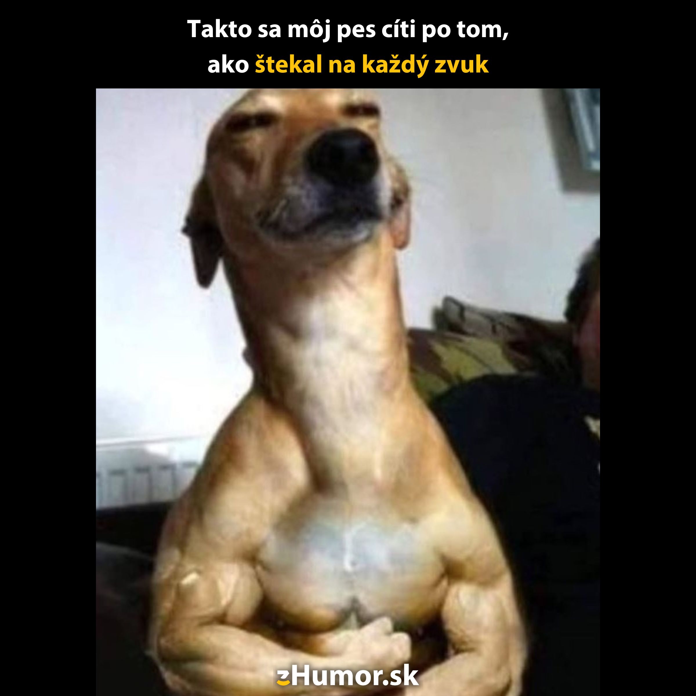 Pes s výrazom hrdosti a svalnatým telom, sediaci na gauči po intenzívnom štekaní.