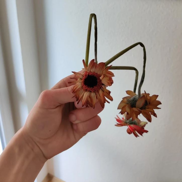 Osoba drží uschnuté kvety s hnedými lístkami, zohnutými stonkami, na svetlom pozadí.