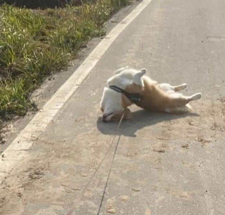 Pes leží na chrbte na ceste počas prechádzky na slnku.
