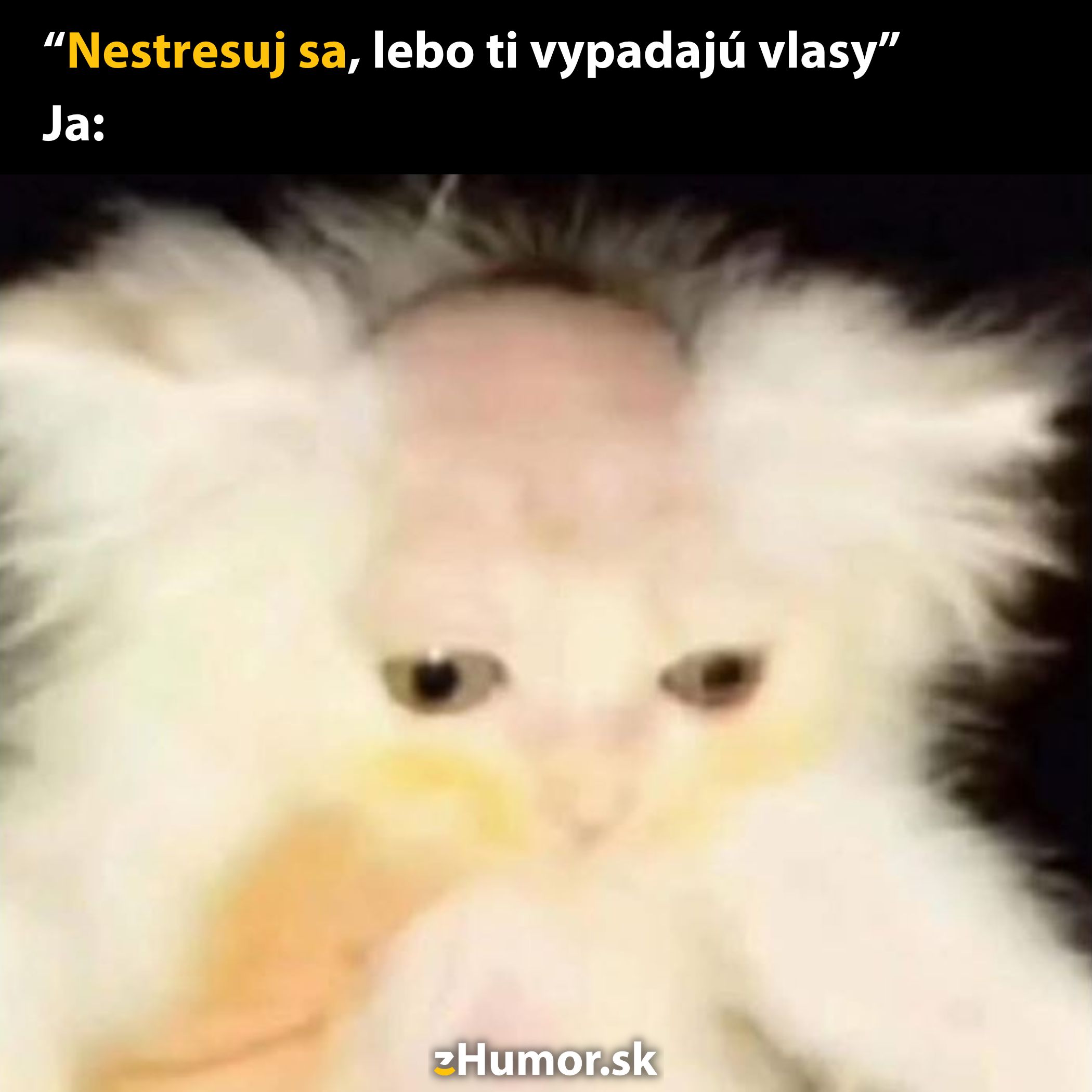 Srandovný obrázok mačky s výrazným účesom ako odpoveď na stresové upozornenie na vypadávanie vlasov.