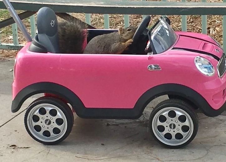 Veverička v ružovom hračkárskom aute vyzerá, akoby si užívala jazdu na betónovej ploche.
