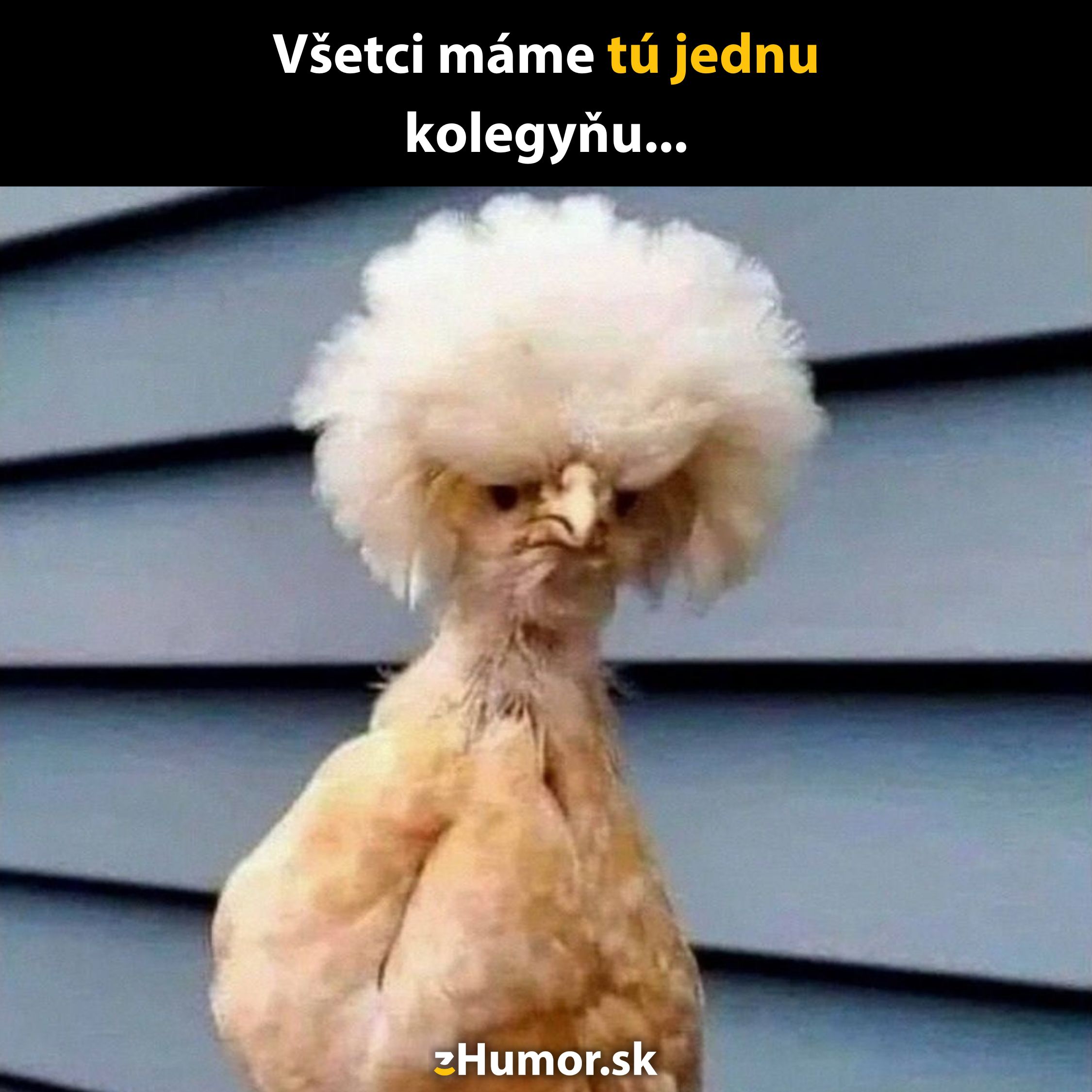 Vták s nadýchaným chocholom pripomína nespokojnú kolegyňu pred modrou stenou. Text znie: Všetci máme tú jednu kolegyňu...