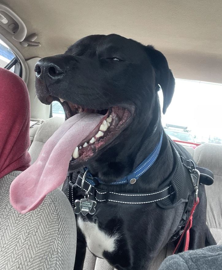 Veľký čierny pes s vyplazeným jazykom sedí na zadnom sedadle auta.