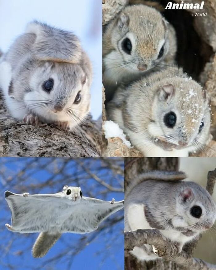 Roztomilé lietajúce veveričky na strome a vo vzduchu v zime. Pozoruhodné oči a nadýchaná srsť.