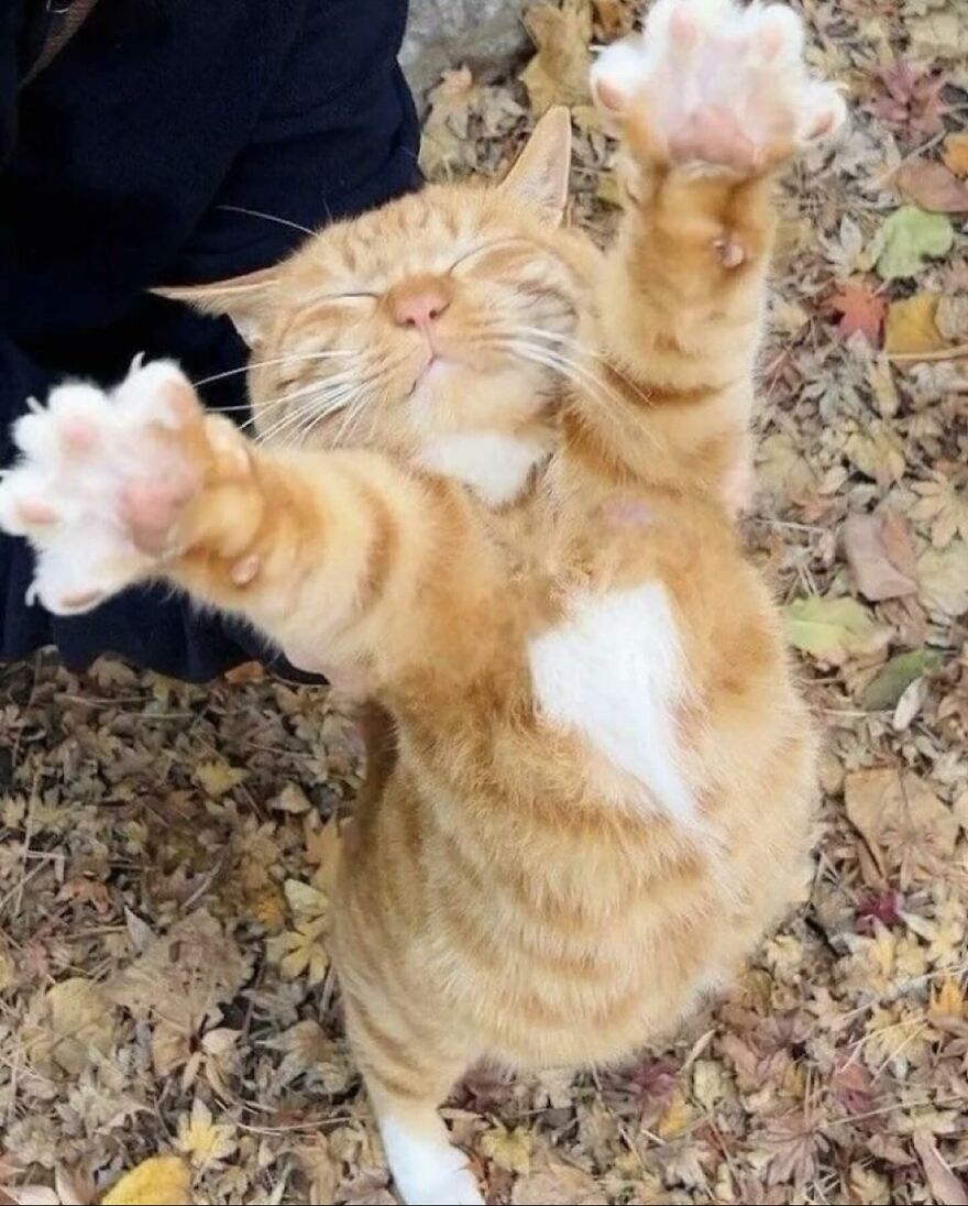 Ryšavá mačka s bielym bruchom sa na jeseň teší vonku s labkami zdvihnutými k nebu na lístí.