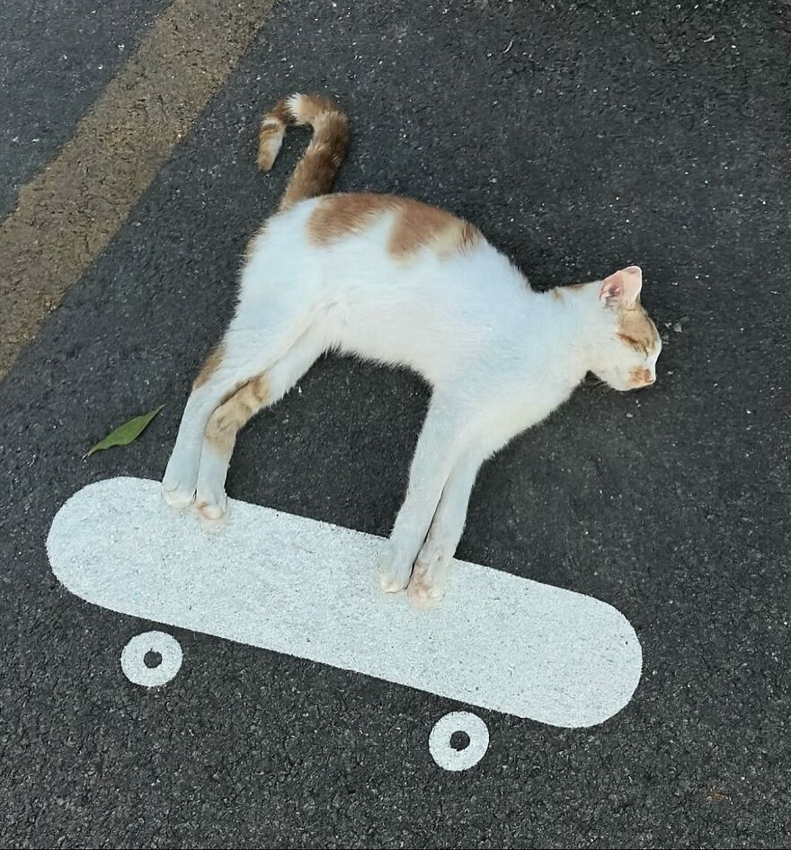 Mačka leží na chodníku, ktorý má namaľovaný obrázok skateboardu.