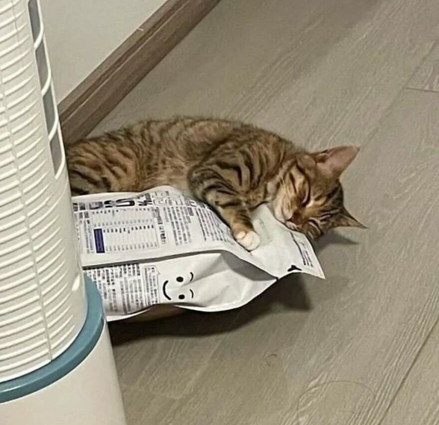 Mačka spokojne spí na vreci, ktoré sa usmieva, vedľa vzduchového filtra na drevenej podlahe.