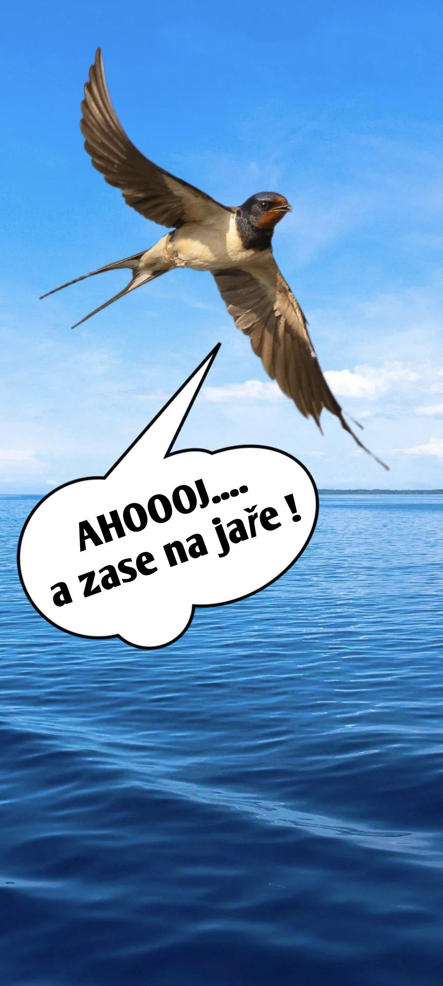 Lastovička letí nad vodou s nápisom „AHOOOJ…. a zase na jar!“. Modrá obloha a more v pozadí.