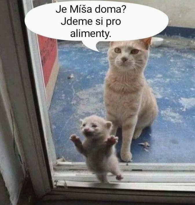 Dve mačky za sklom, jedna má zábavnú bublinu s nápisom.