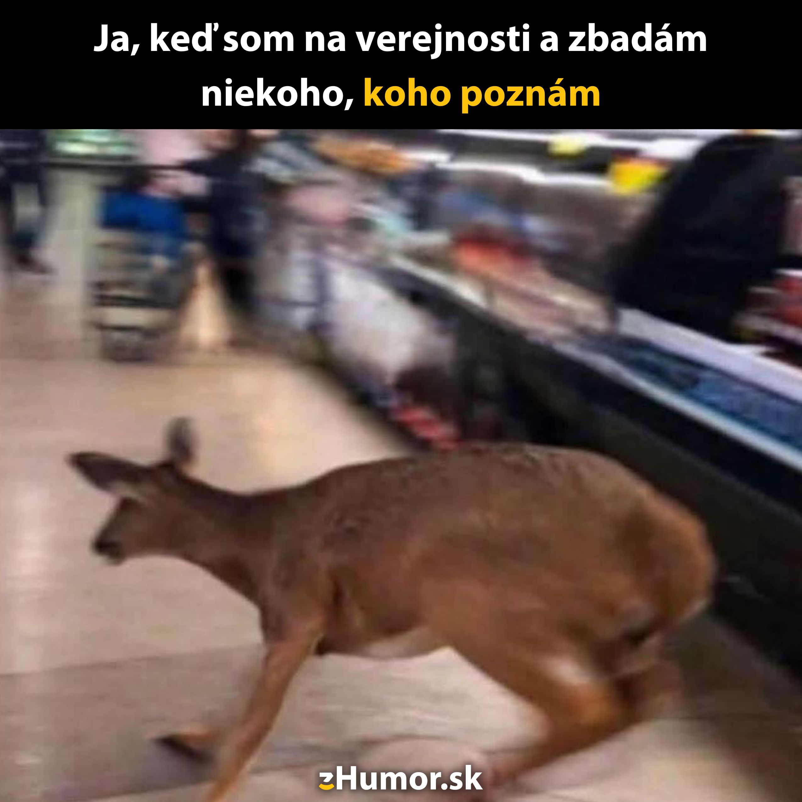 Jeleň uteká cez obchod s potravinami, vtipná situácia s narážkou na pocit, keď spoznáte niekoho na verejnosti.