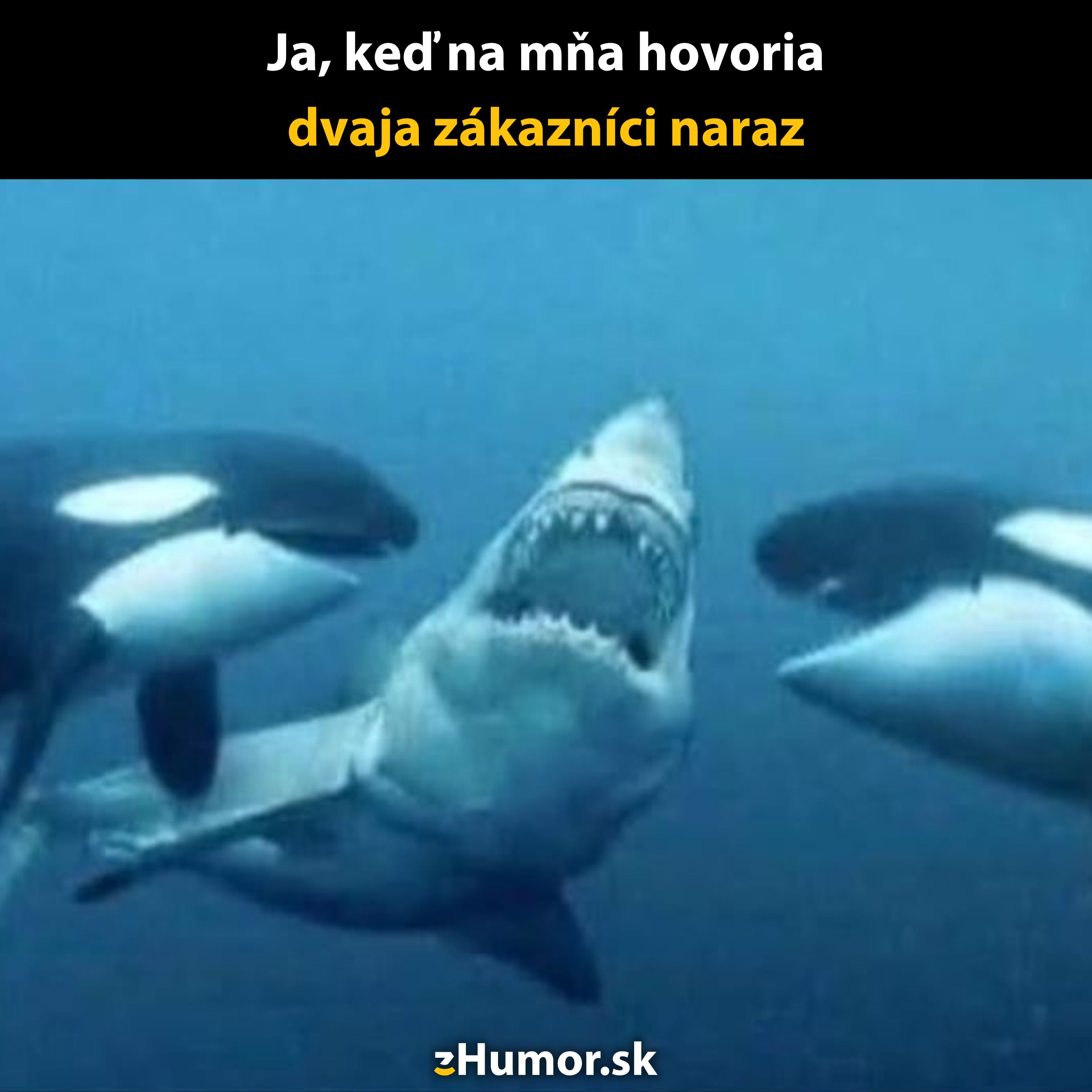Žralok medzi dvomi kosatkami, s textom: „Ja, keď na mňa hovoria dvaja zákazníci naraz.“