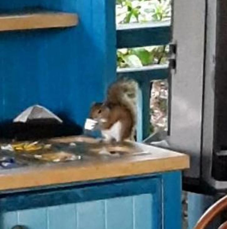 Veverička na kuchynskej linke berie biely predmet z drevenej poličky v modrom prostredí.