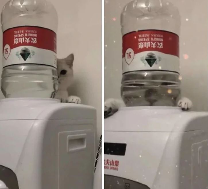 Mačka sa schováva za veľkou fľašou vody na dávkovači, vykukuje spoza nej a vytvára zábavnú scénu.