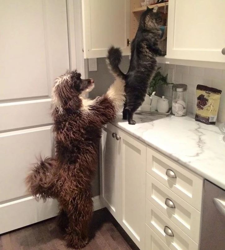 Pes pomáha mačke dosiahnuť na poličku v kuchyni, zvedavo skúmajú obsah skrinky.