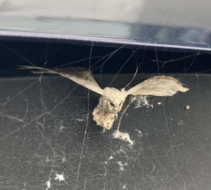 Sušený netopier v pavučinách na tmavom pozadí s kovovým povrchom.