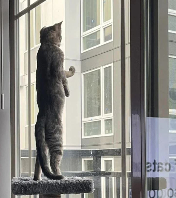 Mačka stojí na zadných labkách na škrabadle a sleduje vonkajšiu scenériu cez okno.