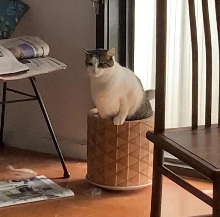 Mačka sedí na ozdobnom valci v slnečnej izbe vedľa stoličky a novín.