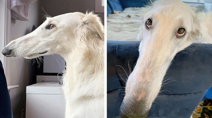 Biely pes s dlhým ňufákom sa pozerá zo strany a leží s hlavou na opierke, s nežným pohľadom do kamery.