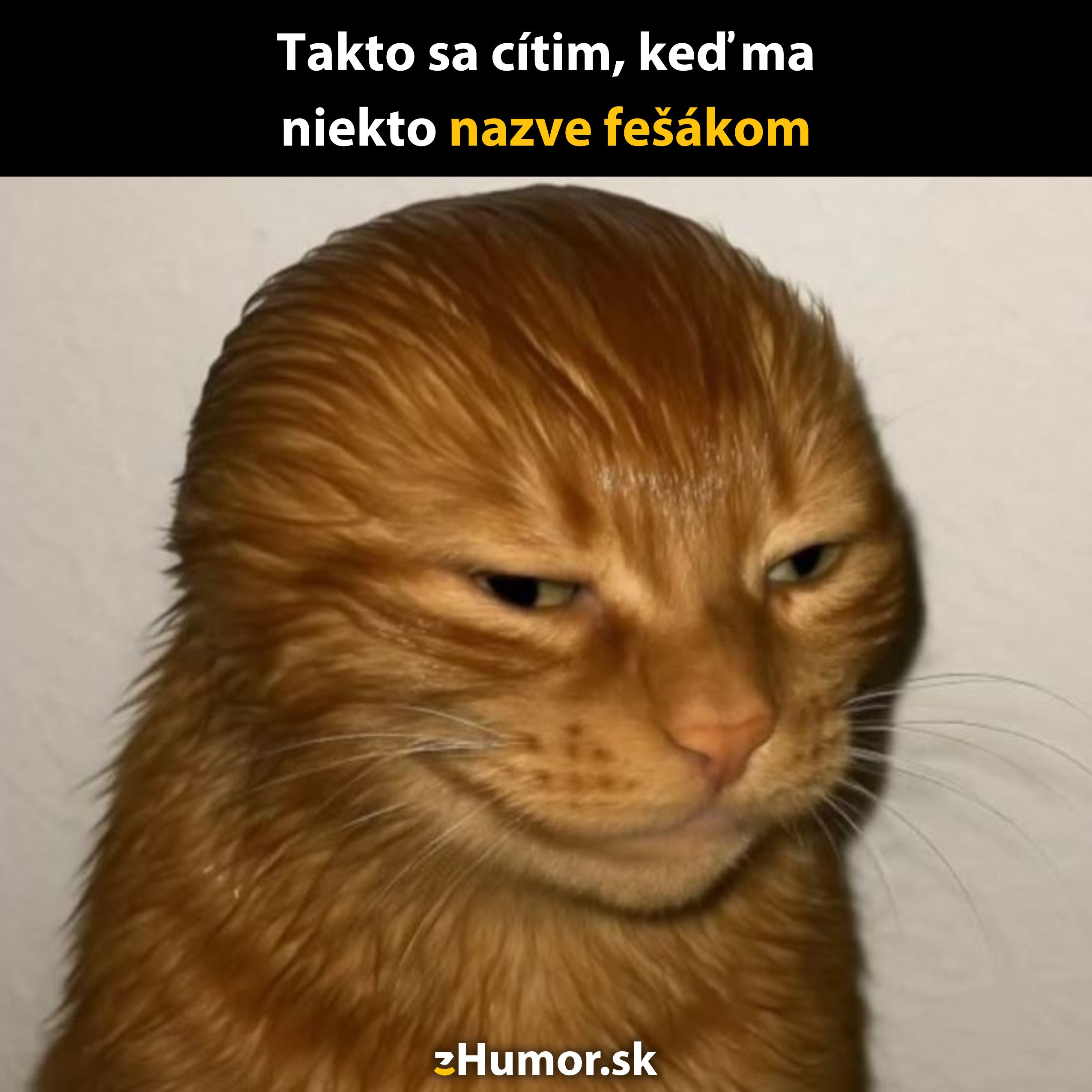 Mokrá oranžová mačka s pobaveným výrazom tváre stojí pri bielej stene. Text: Takto sa cítim, keď ma nazve fešákom.