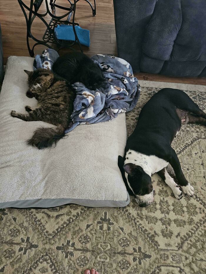 Mačka a pes odpočívajú spolu na koberci s dekou na poduške v obývačke.