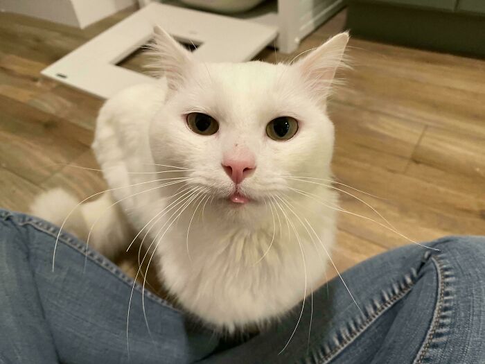 Biely mačka s výraznými očami sedí na drevenej podlahe; pohľad hore medzi nohami človeka v džínoch.