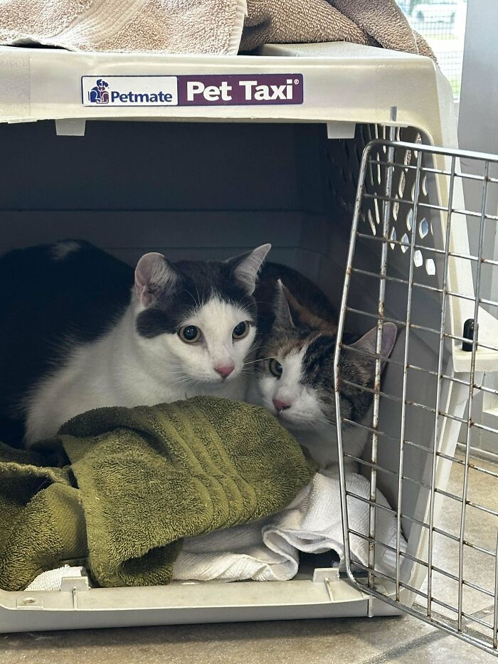 Dve mačky v škatuli na prepravu s uterákmi.