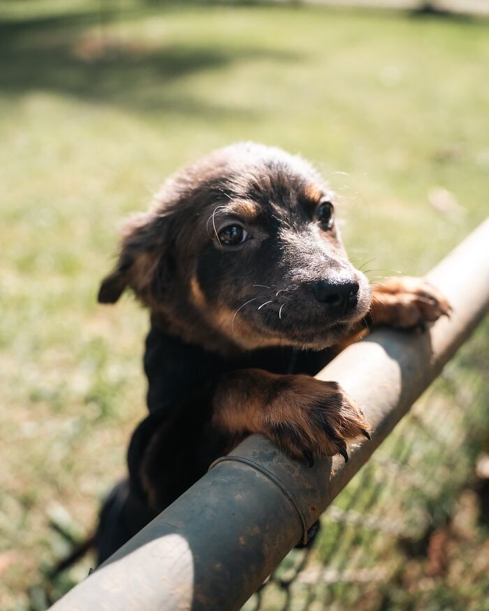 Roztomilé šteniatko sa pozerá cez plot na slnečnej záhrade.