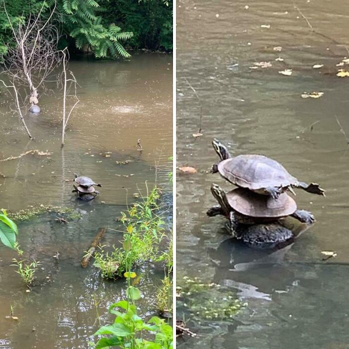 Tri korytnačky na sebe v jazierku, obklopené vodnou vegetáciou a zeleňou.