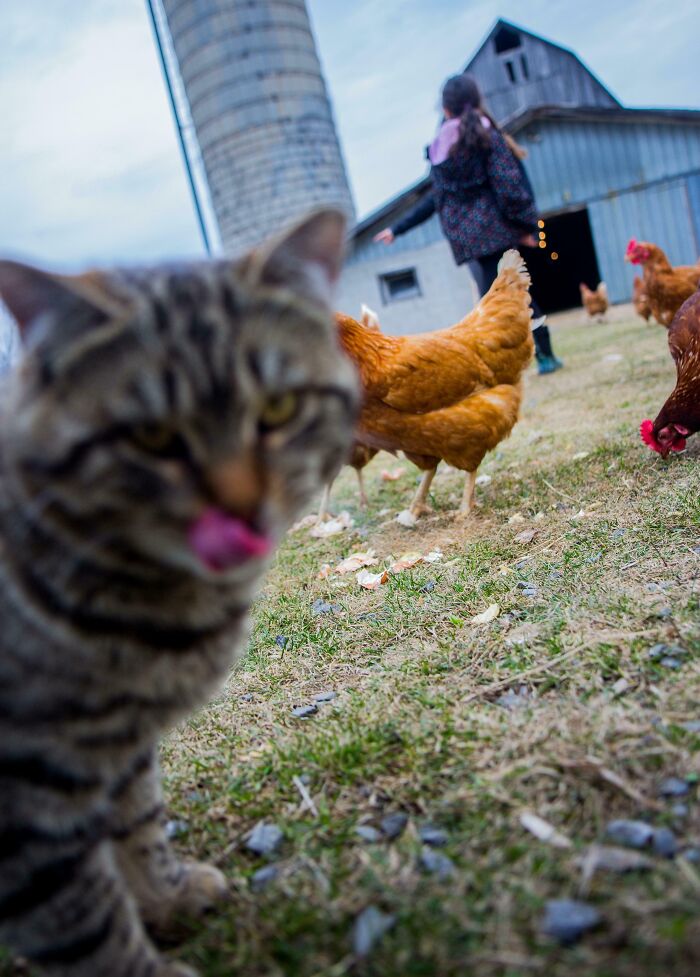 Mačka si oblizuje pysk na farme s koňmi a kurami v pozadí.