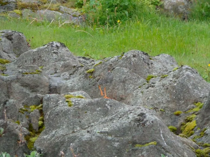 Kamenná krajina pokrytá machom, obklopená zelenou trávou a rastlinami v letnom období.