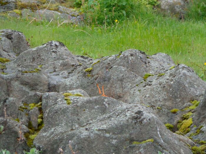Skalnatý terén s trávou a machom, v pozadí zeleň a kvety.