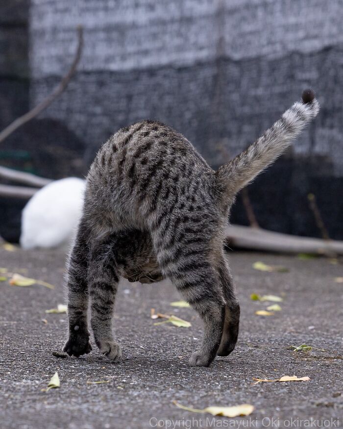 Mačka robí stojku na hlave, hravá zimná scénka so sivou kožou a krútiacim chvostom na ulici.
