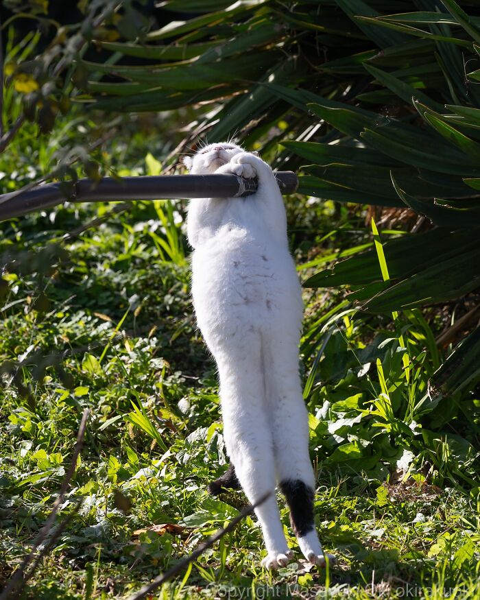 Lemur visí na konári vo vzpriamenej polohe v zelenom prostredí.