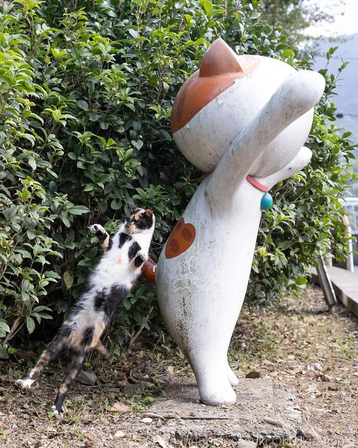Mačka vedľa veľkej mačacej sochy natiahnutá na zadných nohách pri zelených kríkoch.