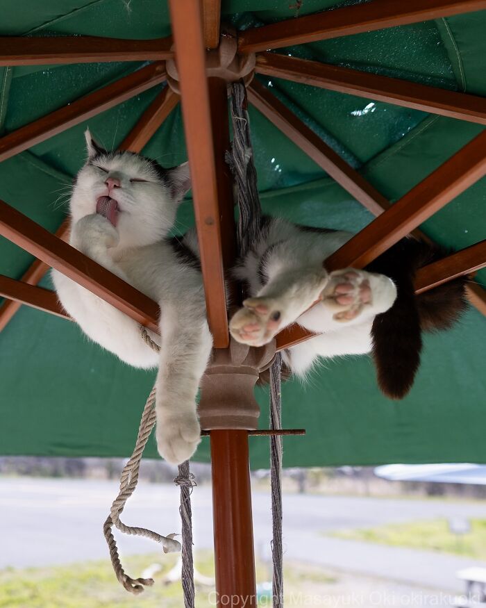 Mačka leží na slnečníku a čistí si labu, relaxuje vo vyvýšenej pozícii medzi jeho stĺpmi.