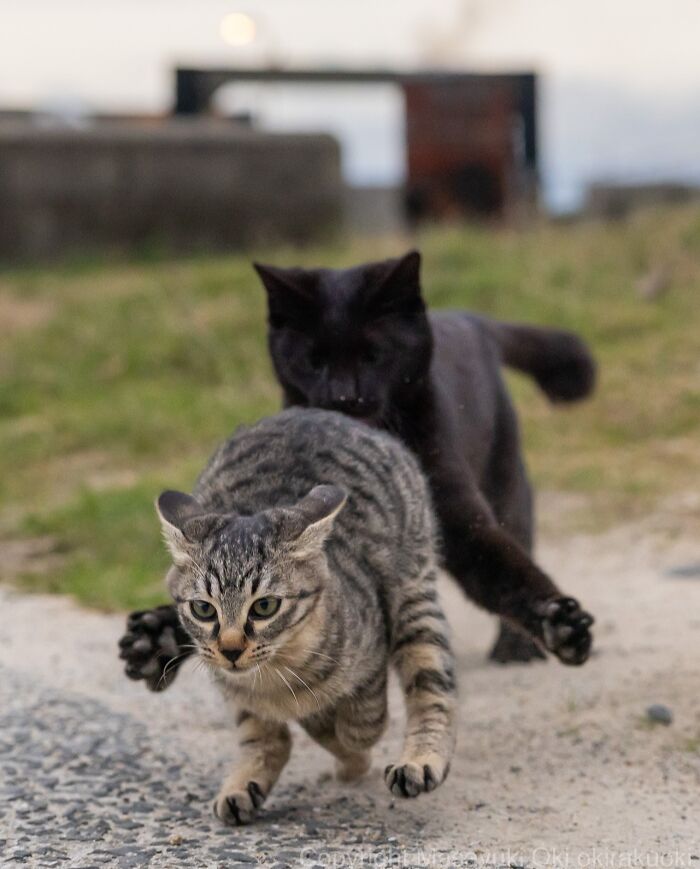 Dve mačky v hre na úteku: pruhovaná mačka uteká pred čiernou po vidieckej ceste.