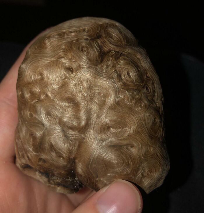 Hladká štruktúra dreva s vírmi a krúžkami držiaca v ruke, pripomínajúca textúru vlasov.