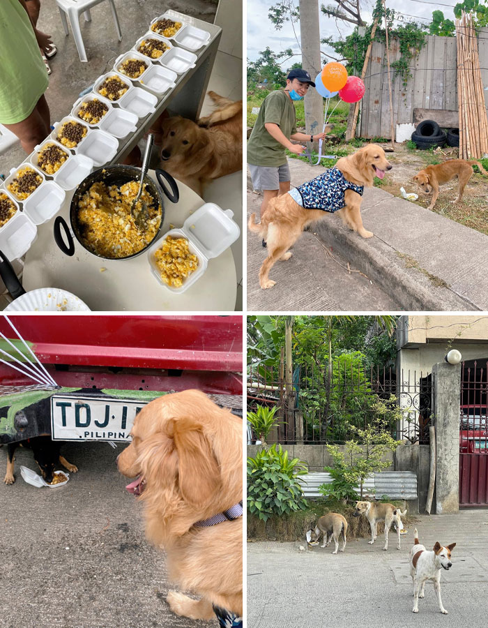 Zlatý retríver pomáha rozdávať jedlo pouličným psom v rôznych prostrediach, objavuje sa vo viacerých záberoch.