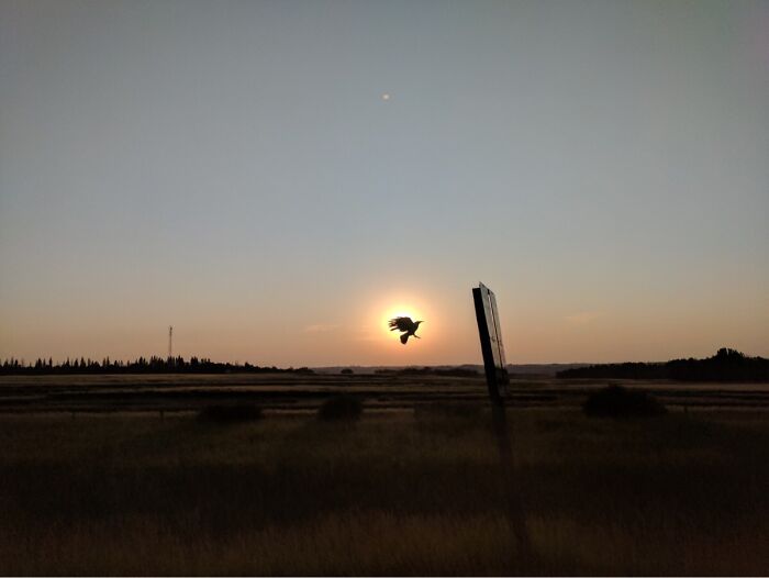 Západ slnka nad poľom so siluetou vtáka a značkou na vidieku.