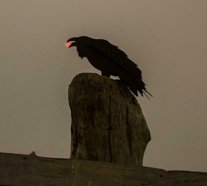 Silueta vrany sediacej na stĺpe s oranžovým západom slnka v zobáku na ponurom pozadí.