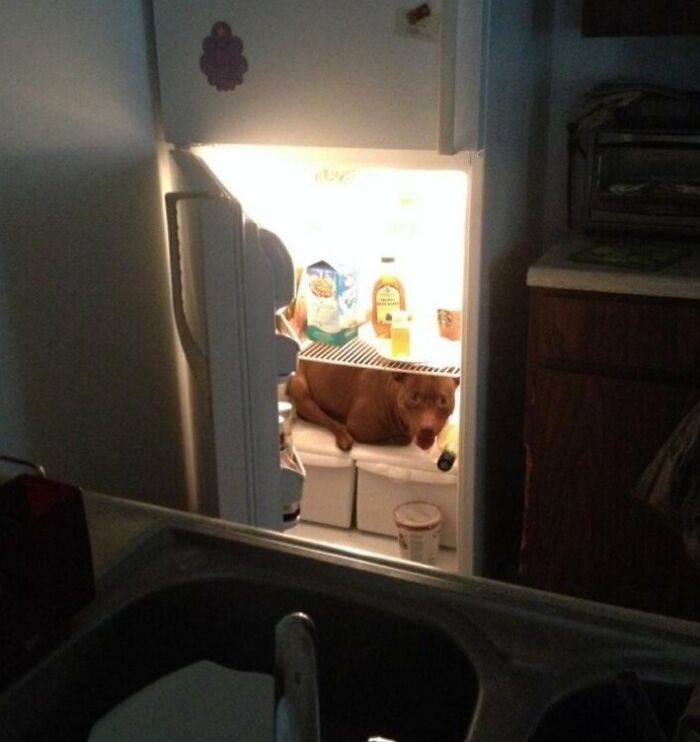 Pes pokojne leží vnútri otvorenej chladničky medzi nápojmi a jedlom.