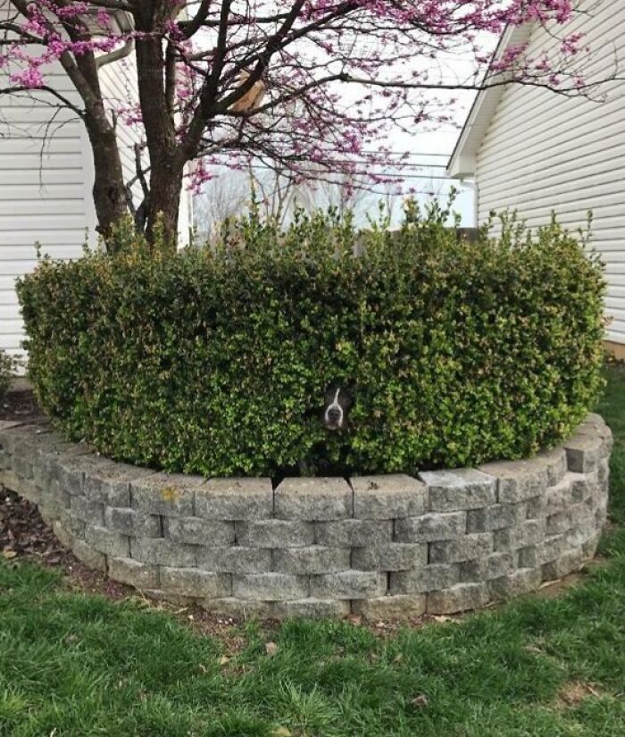 Pes vykúkajúci z kríka pri dome, jarný strom v pozadí.