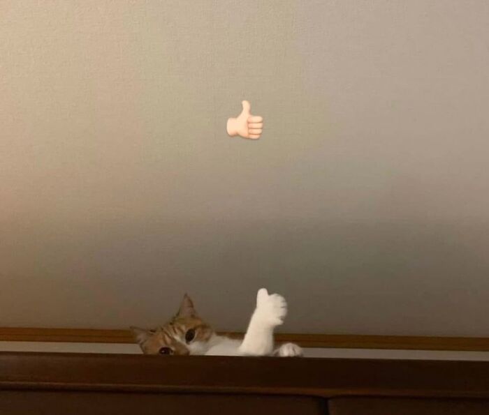 Mačka vykukuje spoza skrine a zdvíha labku vedľa smajlíka palca hore na stenách.