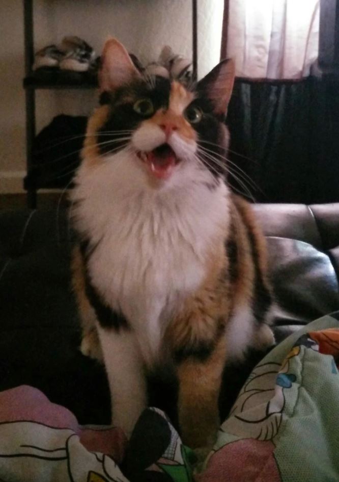 Roztomilá trojfarebná mačka s otvorenou papuľkou sedí na pohovke v obývačke.