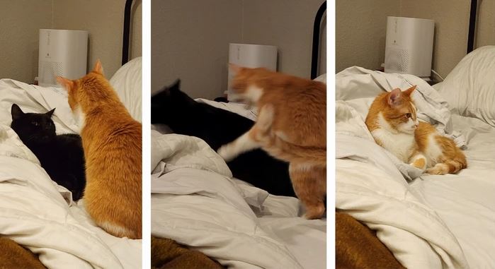 Dve mačky na posteli: oranžová a čierna, výmena miest; oranžová mačka na konci leží spokojne na paplóne.