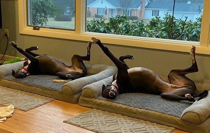 Dva psy ležia na chrbtoch na pelieškoch pri okne, s labkami zdvihnutými do vzduchu.