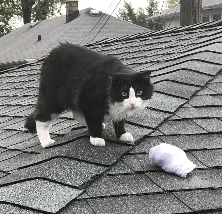 Mačka na streche pozoruje ponožku; vidieť kontrast čiernej srsti a bieleho vzoru na šindľoch.