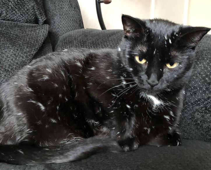 Čierna mačka so žltými očami leží na tmavom gauči, okolo sú biele chumáče srsti.