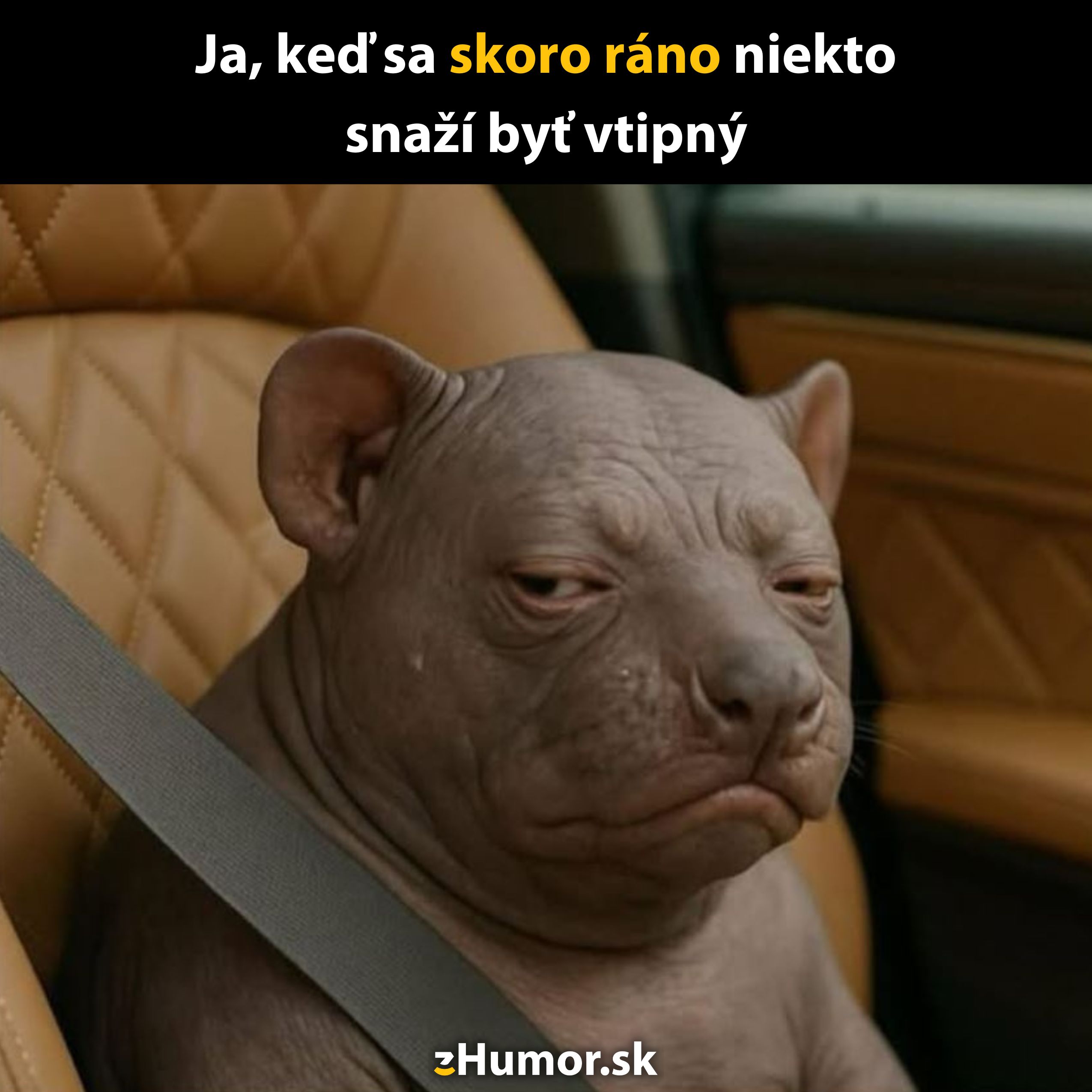 Pes v aute s ironickým výrazom pripútaný bezpečnostným pásom, nápis o humornej nechuť ráno.